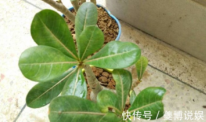 新手沙漠玫瑰叶子发黄掉叶是怎么回事