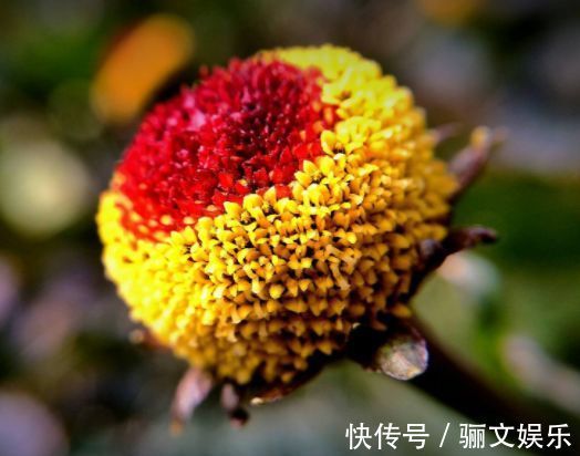 喜欢菊花,就养盆“珍稀名菊”名流千秋,开花爆盆很简单,花还美