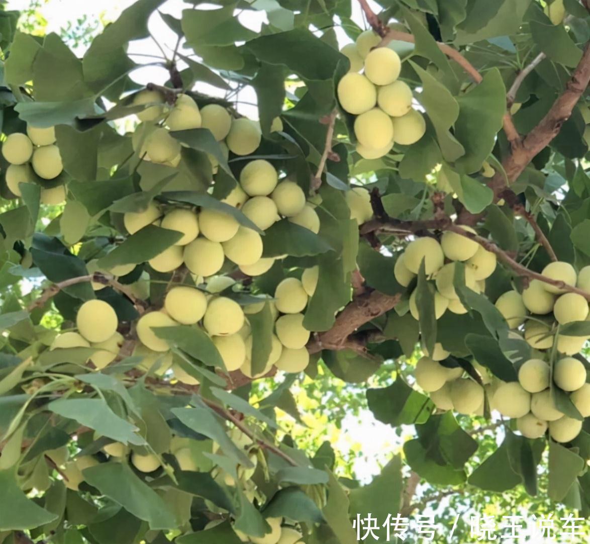 呼吸衰竭|7种野果虽诱人却有毒，千万不能乱吃，需牢记