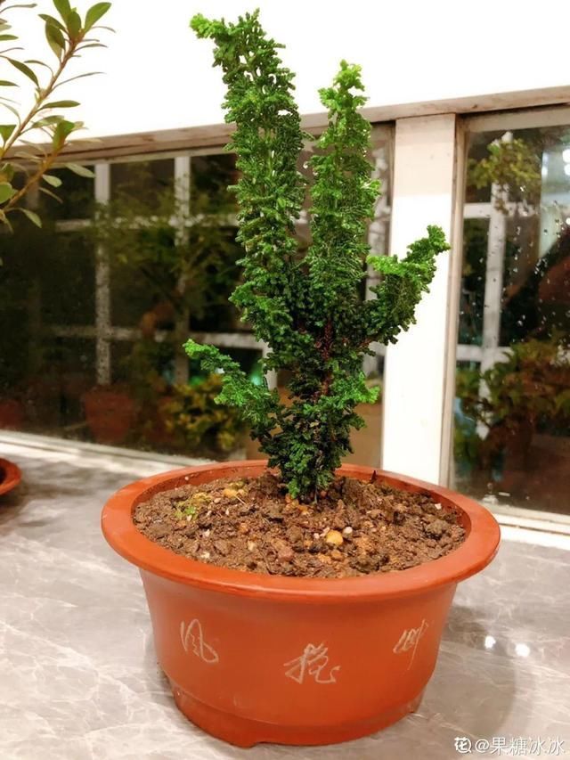 花盆里|农村不起眼的树,挖一棵做盆景,比买得还要好看