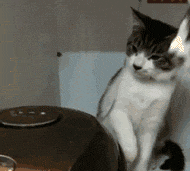 |搞笑GIF趣图:上一秒霸气十足,下一秒跪地求饶