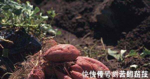 玉米黄素|这4种蔬菜对眼睛很好,养肝又明目,老人和孩子要多吃