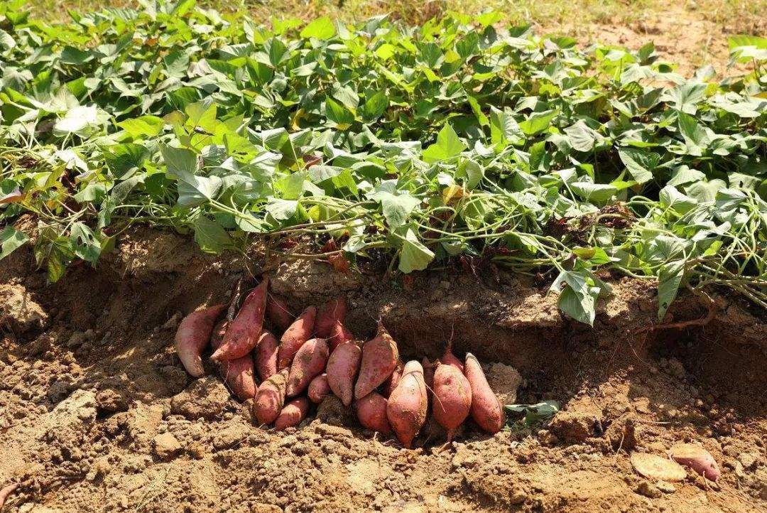 复发|别看此物很常见,却是痔疮的“天敌”,经常吃一点,痔疮不复发