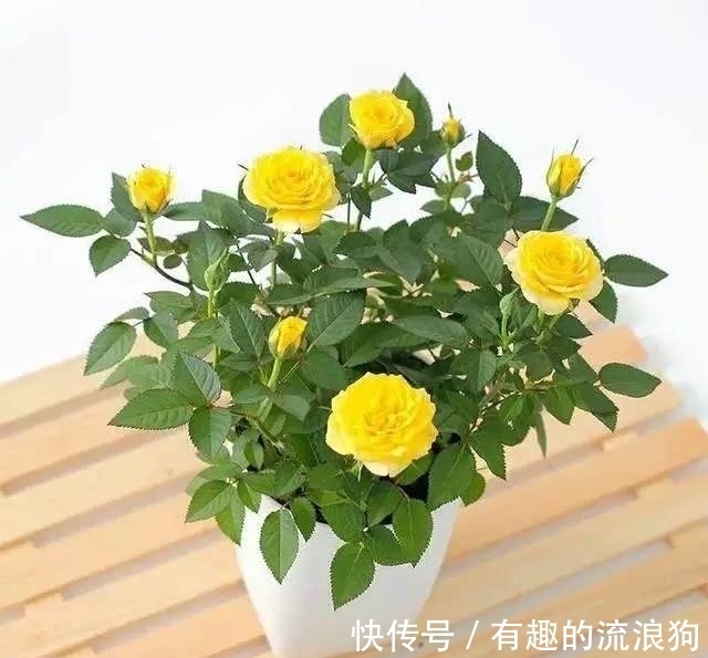 只需要剪一段月季枝条,就能轻松繁殖一大盆!