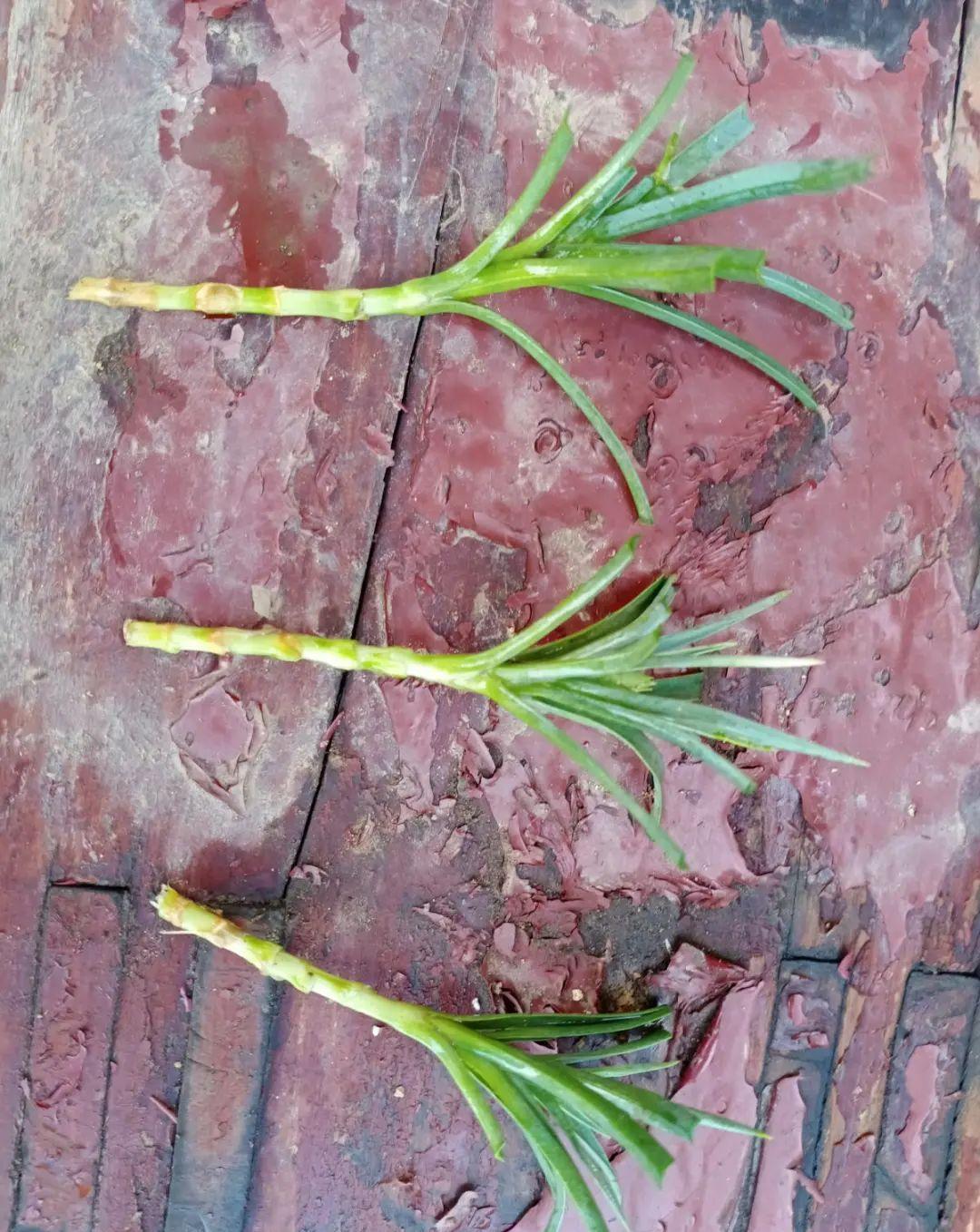 这几种花，要是秋天不扦插，错过就等1年