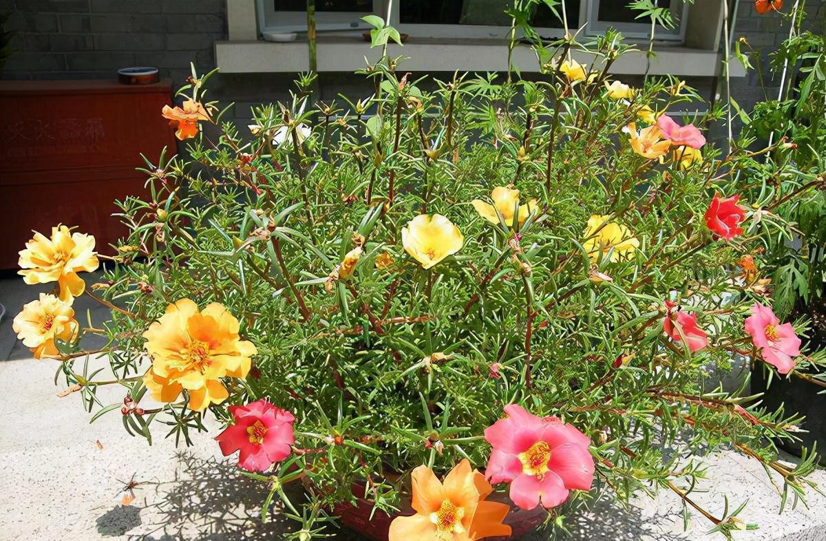 太阳花还能这样养,看到朋友的阳台,气就不打一处来