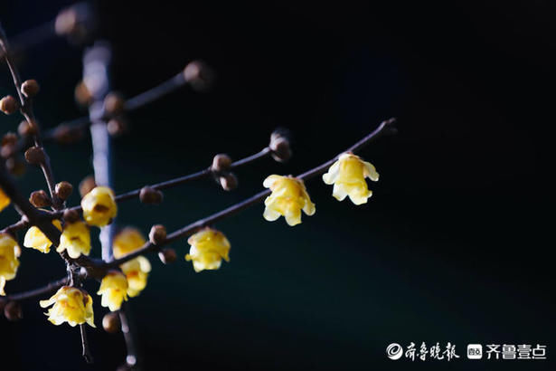 情报站｜疏影暗香动！济南大明湖的腊梅清香远飘，沁人心脾