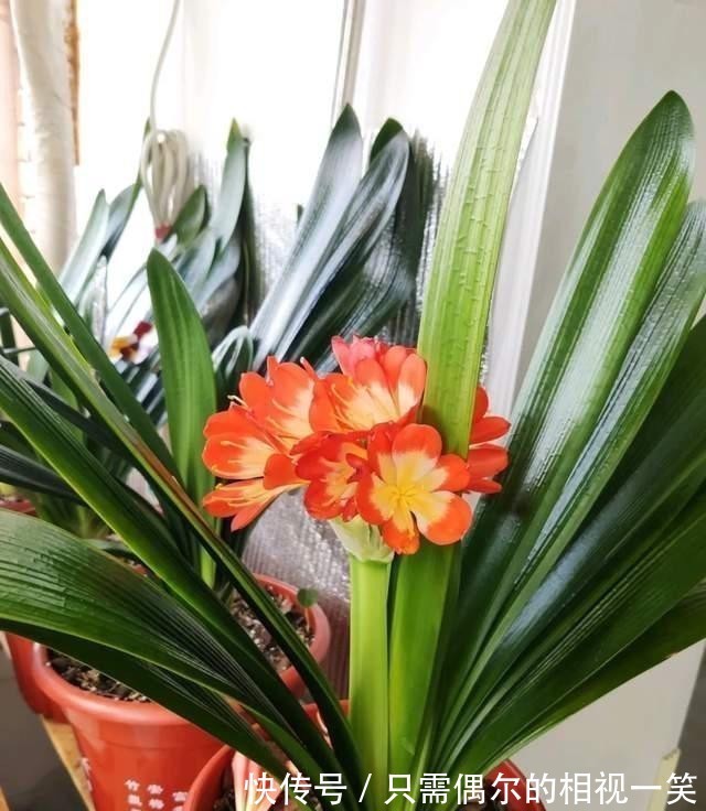 巧用这种皮，养君子兰发财树，叶片光亮，效果让人满意！