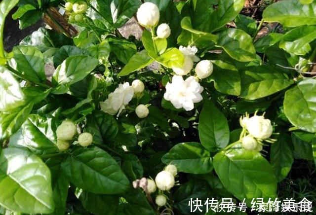 发黄|不会养茉莉花,就按4步走,叶片不发黄,花苞爆满盆