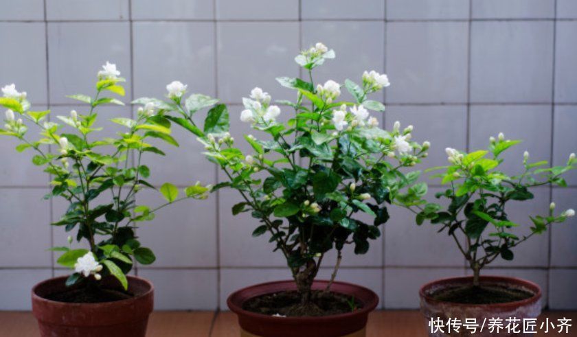 传输|茉莉花不开花的原因，不单单是缺肥，还有另外两点很关键