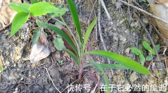 果园|果园旁一种野草,若遇见,请别再摘掉,目前176元一斤