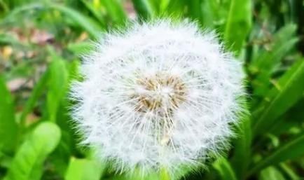 清热解毒|蒲公英泡水喝,解毒杀菌护肝,如果能再加“一宝”,保健功效翻倍