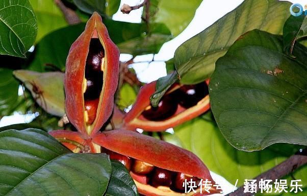 凤眼果|它是长在树上的“花生”,农民们视为珍贵野果,很多人见过没吃过