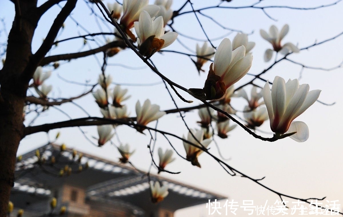 4种年宵花,盆栽美丽、插花诗意,高端大气春暖花开、幸福四季