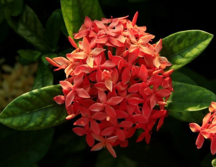 这种花是花中“大美女”，家里变成小花园，人见人爱！