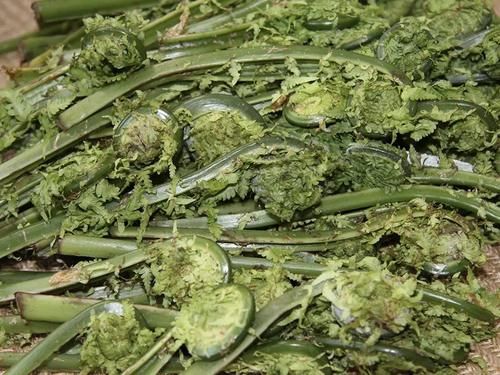 这野菜有黄瓜清香味，每年仅半个月采摘期，春天一过就成草