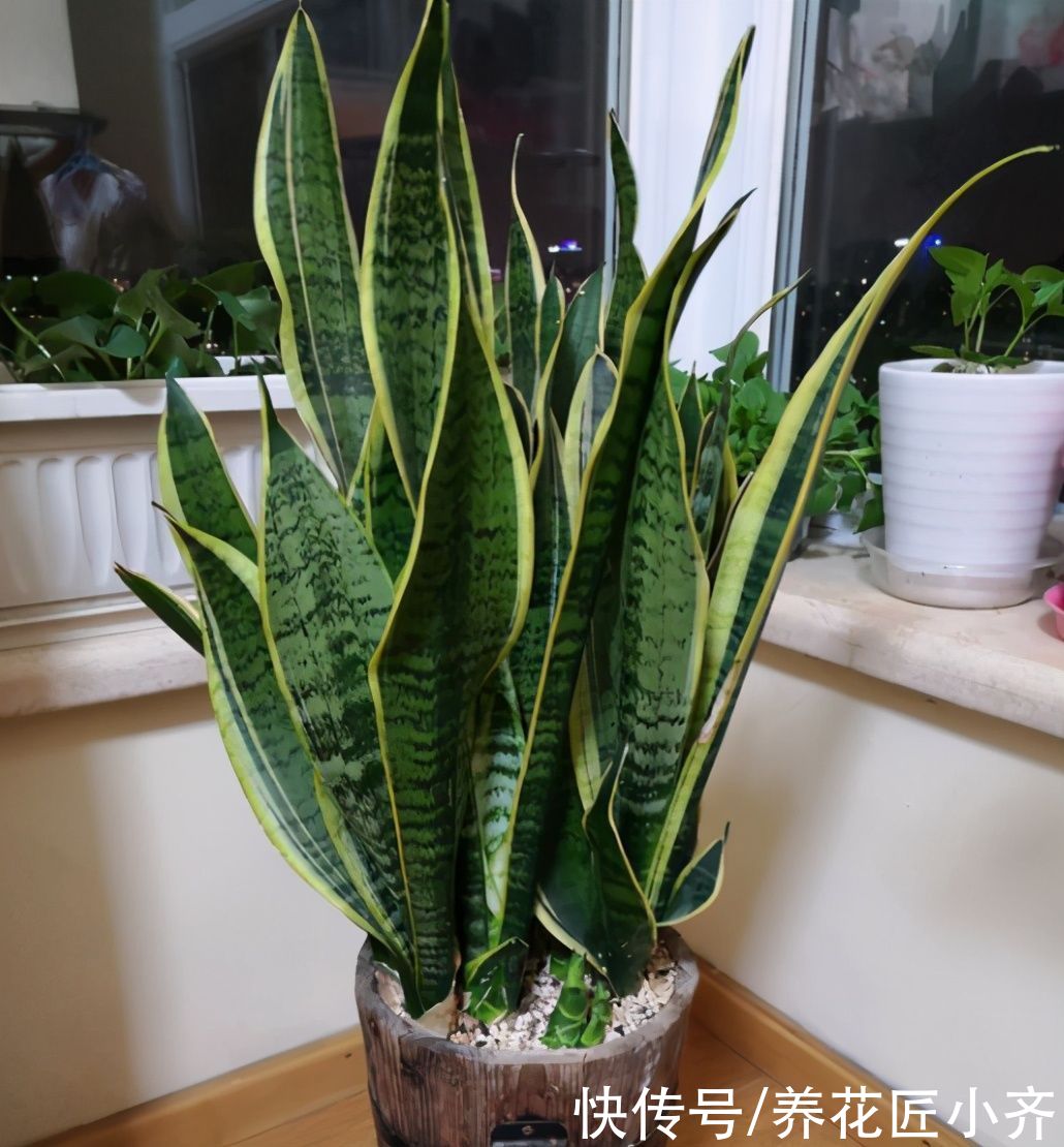 挤爆盆|现在进入夏季,虎皮兰有“三怕”,新手掌握好,底部不断冒新芽