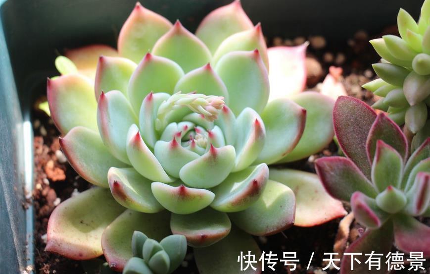 多肉|炎热的夏季养殖多肉吉娃娃,呵护好这几点,莲花头漂亮极了