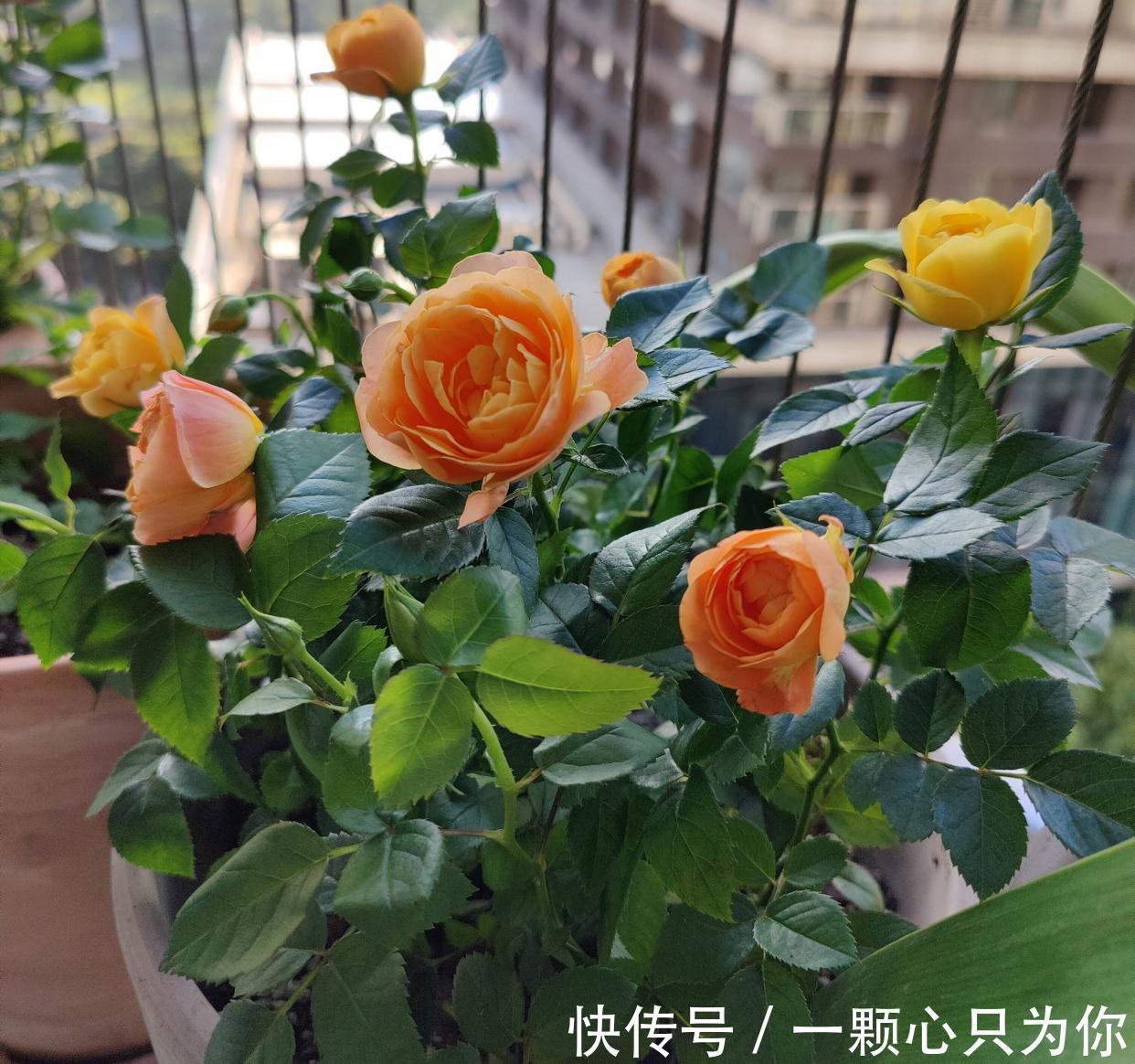 盆栽月季如何修剪？记住2点，更勤花，花型标准又漂亮