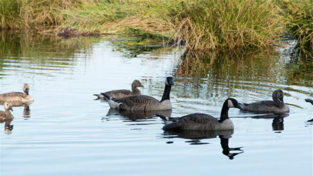 元好问|元好问一首高水平之作,每一句都另有所指,读来令人拍案叫绝