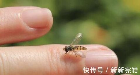 肥皂水|哥哥带着妹妹捅马蜂窝,却被蛰成“猪头”,妈妈迟迟不敢相认