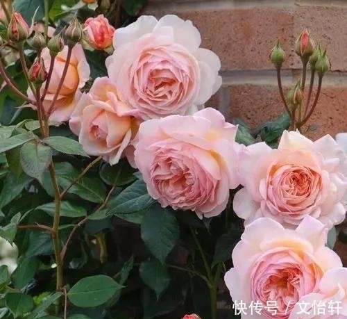 品种|100个月季品种,千姿百态,每个都很漂亮,图名并茂,值得收藏