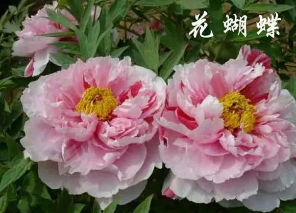 喜欢牡丹花，却一不小心买到芍药！附牡丹花品种图鉴大全