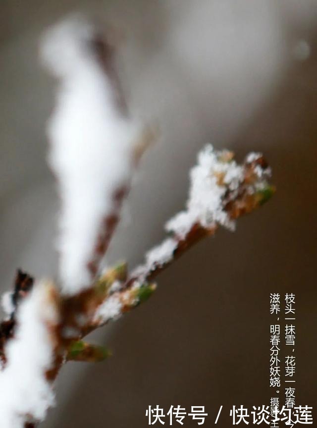 大连|大雪,大连,大生机