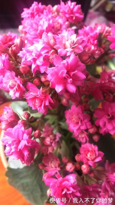 封闭阳台养这4种花，很快变成花海，现在养刚刚好