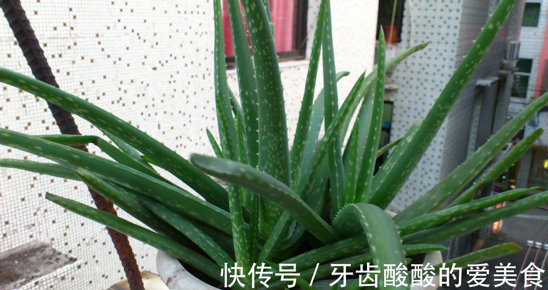 芦荟养兰花,你不知道的秘密,养兰老司机偷偷在使用