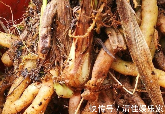 兰花烂根了怎么救花农教你几招，救活几盆烂根的兰花不成问题