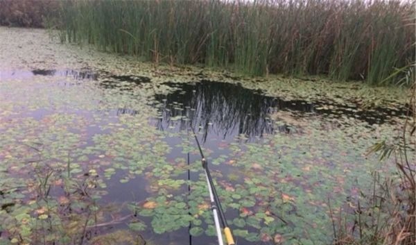 野河钓鱼，找鱼窝的常用方法，找拐弯找水草，不过这种地形才最佳