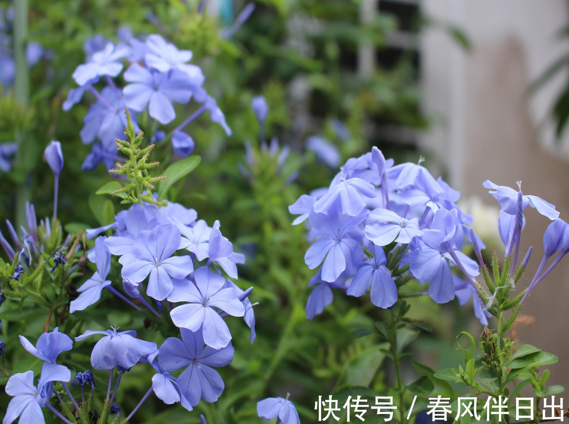 残花|夏天的蓝雪花,做好3件小事,开花多十倍,清新美丽