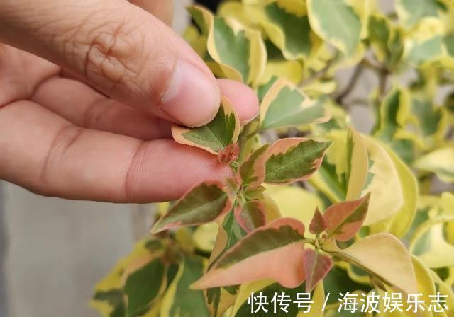 小叶片|给三角梅催花，注意区分花芽与叶芽，合理施肥，让它快开爆