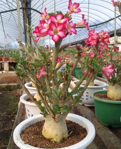 沙漠玫瑰换盆,做好3个“必须”,快速恢复不烂根,年年开花爆盆