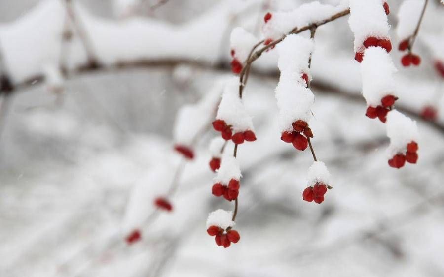 鬼子进村！当代散文｜|雪乡