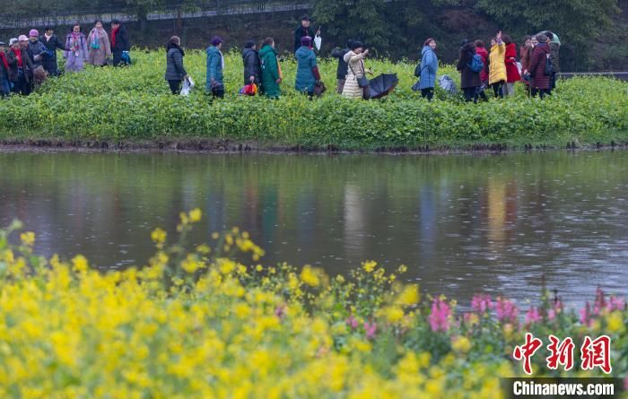 刘纪湄|重庆巴南300亩油菜花盛开市民雨中寻“春”