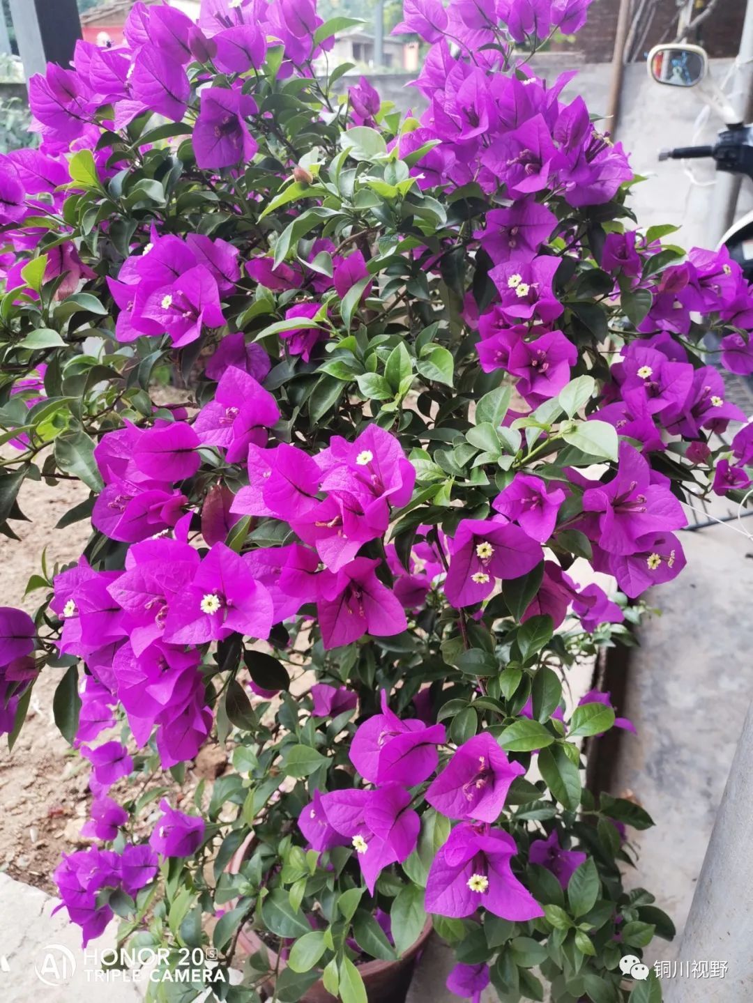 夏季|到了夏季,盆栽三角梅花开得很是鲜艳