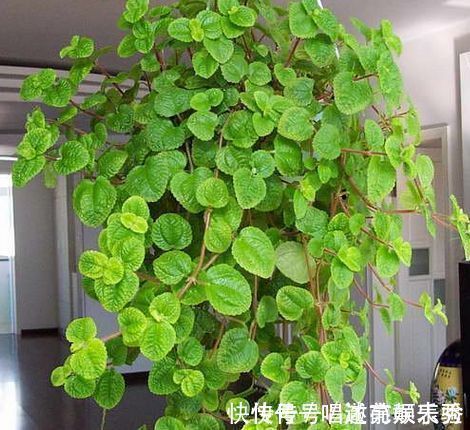 8种“吸毒花”,家里养一盆,废气吸光光,净化空气一级棒