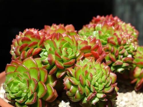 多肉|多肉蒂亚植物造型不美?是因为平时这“1点”忽略了!