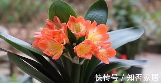 君子兰开花有诀窍，牢记多晒太阳，少浇水勤施肥，注意温差这几样