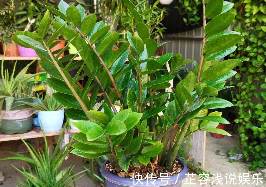 想要金钱树叶子油亮,夏季“这样”做,新手也能养爆盆