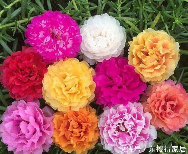 阳台养上“3种花”，365天开花不断，花团锦簇，比牡丹还美