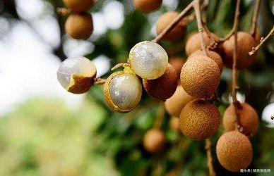 排毒抗衰|人到中年，不妨坚持吃3种食物，排毒抗衰，润肠通便，增强抵抗力