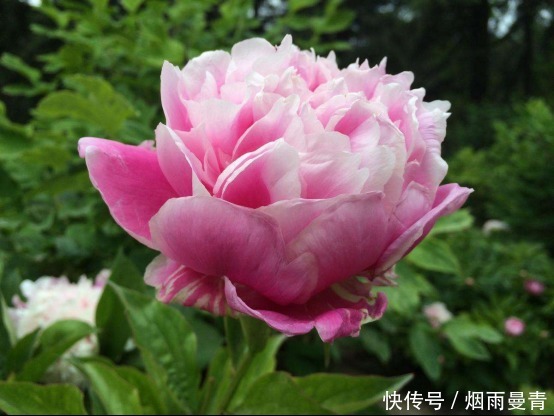 离谱|中国古代情人节是哪天?说七夕和元宵的错得离谱,其实是这一天