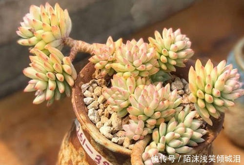 多肉翻盆后如何养护要点都在这里了,学会了顺利服盆!