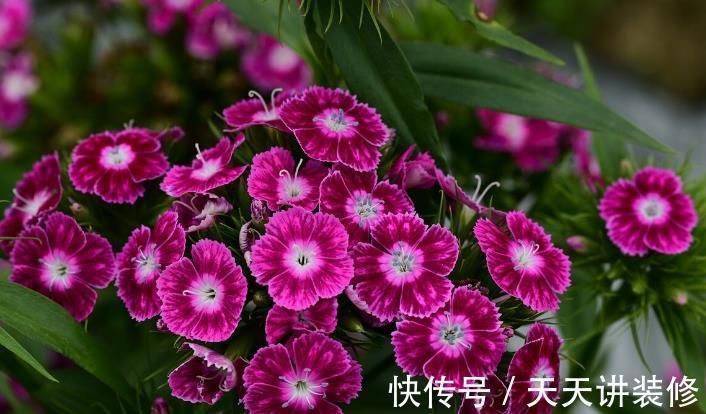 院子|名字巨土但超牛掰的花草,有院子不种可惜了