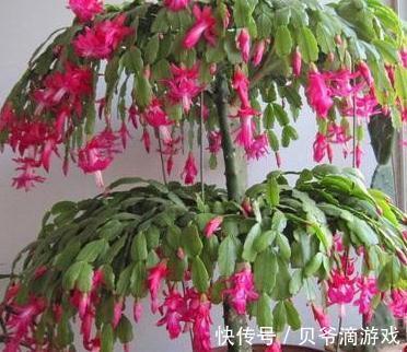 蟹爪兰长势差，不开花，2种促花肥扔盆里，轻松开花爆盆