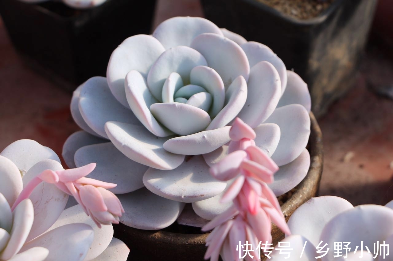 橙梦露|美肉盘点, 越胖越好看的多肉品种,每个人都希望养的肥肥的