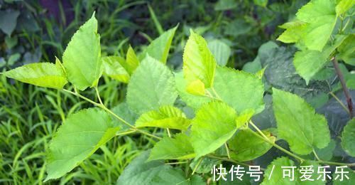 痛风|它们是天然“降酸王”，平时多吃点，降低尿酸，彻底告别痛风